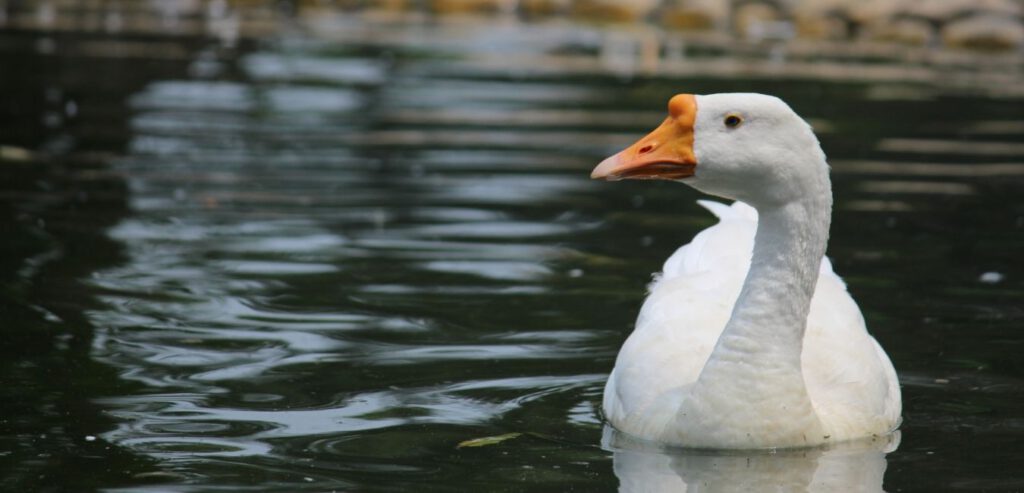 Wendy Senang Spirit Animals Capricorn Snow Goose