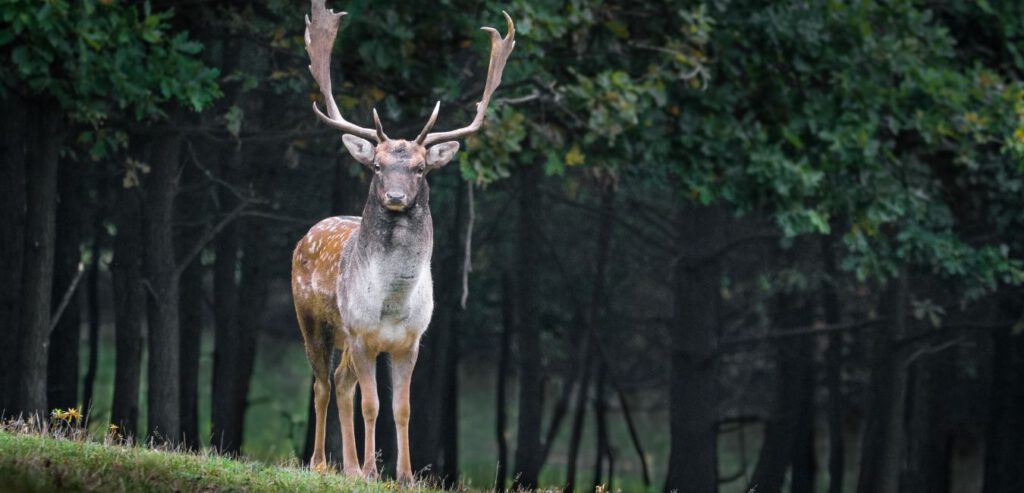 Wendy Senang Spirit Animals Gemini Deer